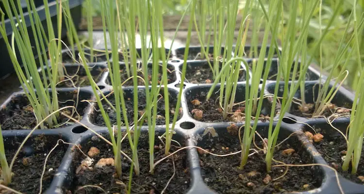 Bunching Onion Seedlings In Tray