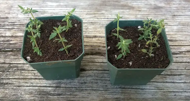 fine leaf thyme cuttings