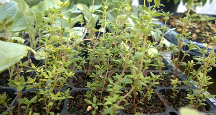 fine leaf thyme seedlings