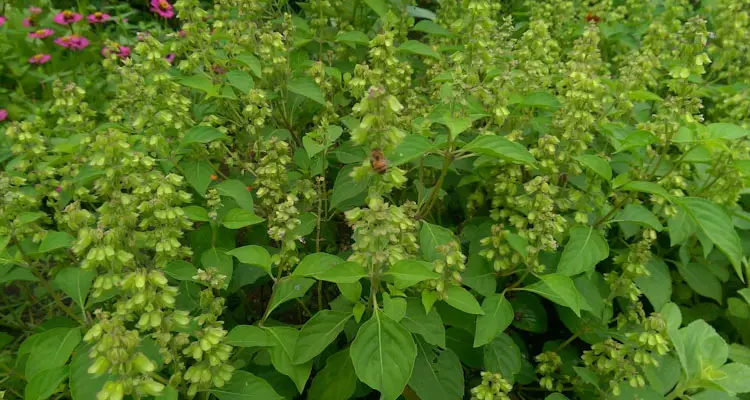 Flowering Caribbean Basil