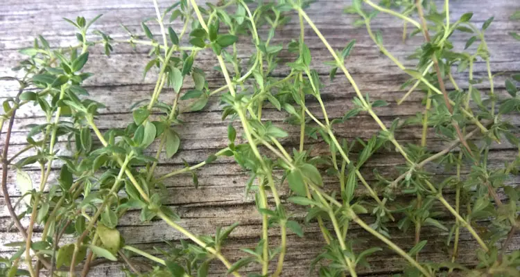 Garden Thyme Sprigs