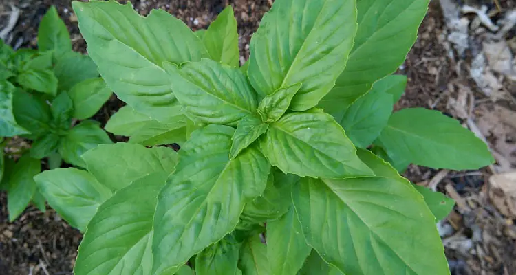 genovese basil