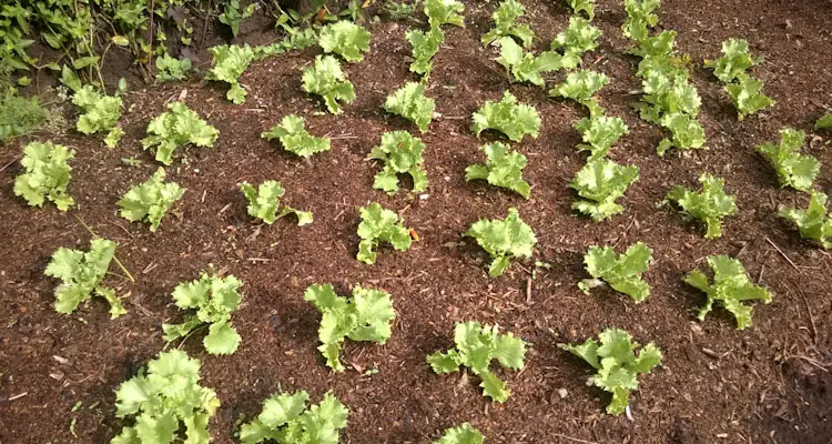 Lettucd Grid Week 5