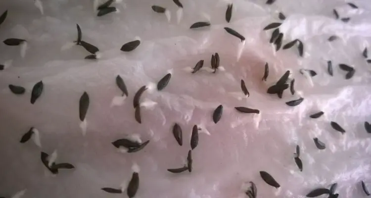 lettuce germinating in tissue papper