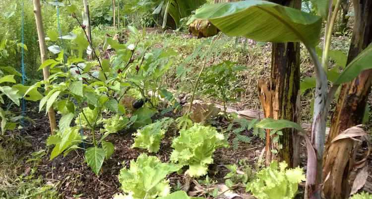 Lettuce In Syntropic System