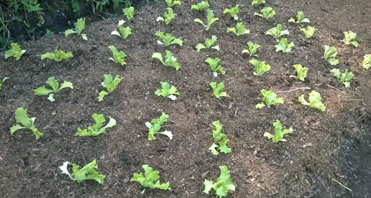 Lettuce Planted In Grid