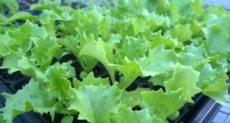 Lettuce Seedlings Ready To Transplant