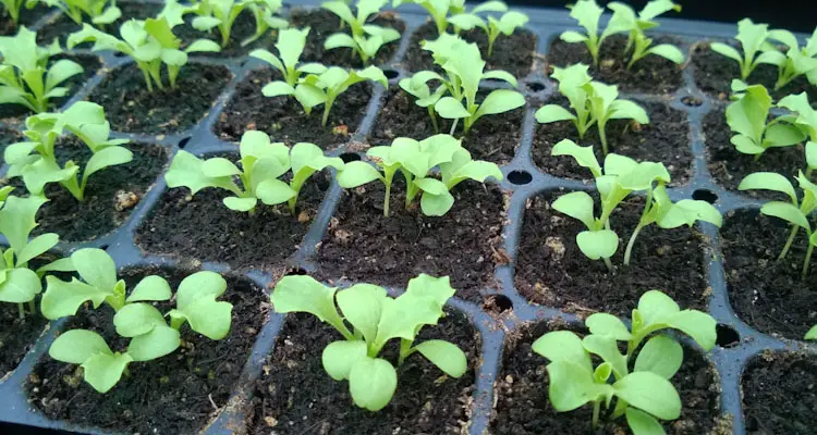 Lettuce Seedlings Week 2