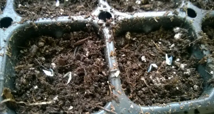 Lettuce Seeds In Tray