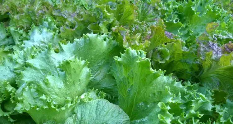 Lettuce Week 7