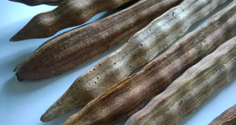 Mature Moringa Pods