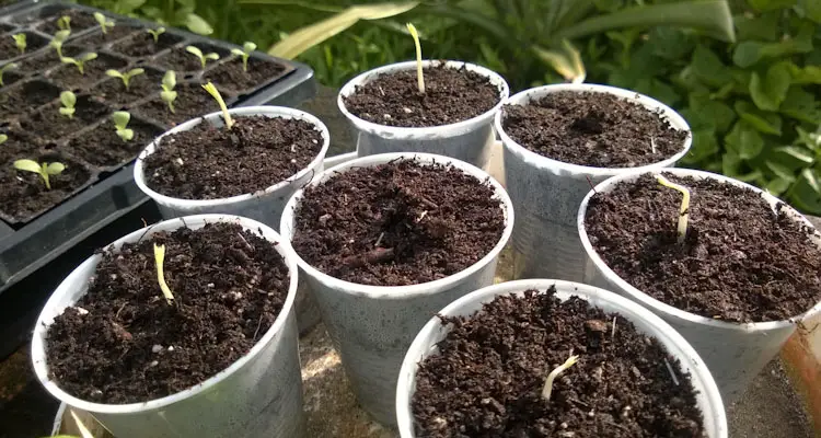 Moring seedlings germinating