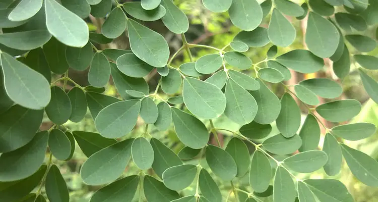 Moringa Leaves