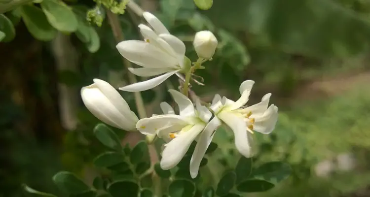 Moringa Oleifera Flowers