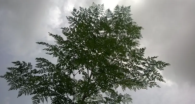 Moringa Oleifera Tree