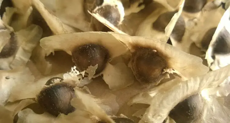 Moringa Seeds