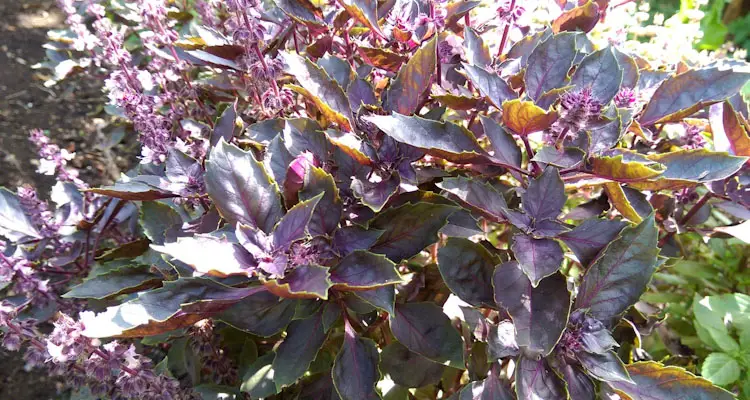 Opal Basil Flowering