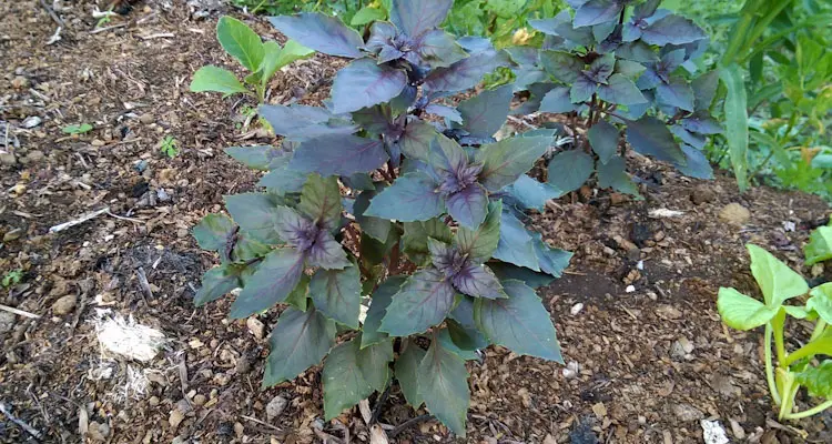 Opal Basil Tree