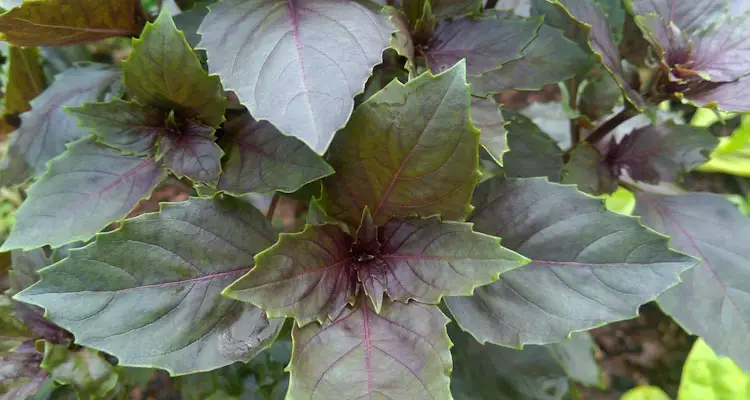 Purple Basil Leaves