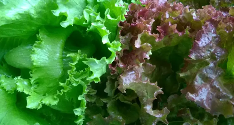Red And Green Lettuce