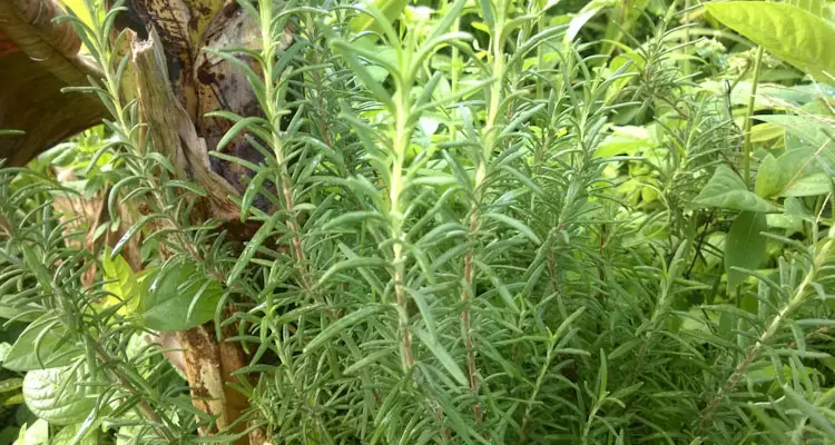 rosemary growing in shade of banana tree