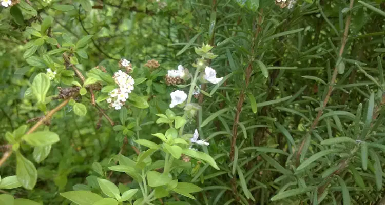 rosemary plants in tropical herb garden