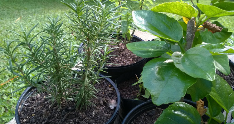 rosemary cutting growing in large pot