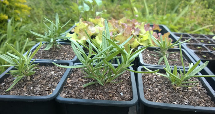 1 month old rosemary cuttings