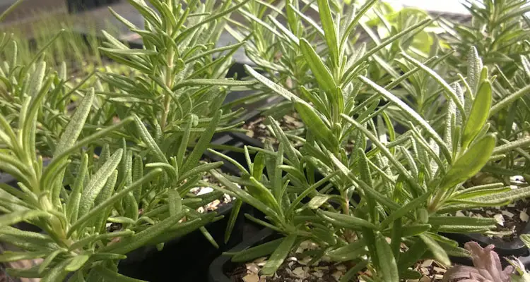 rosemary cutting after two months