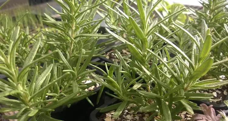 how to grow rosemary from cuttings