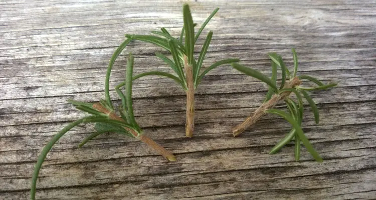 rosemary cuttings