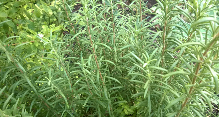 Rosemary Plant Salvina Rosmarinus