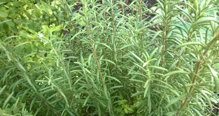 care for rosemary plants in garden