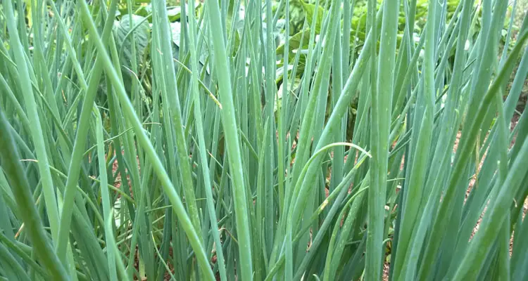 Scallion Bunching Onion