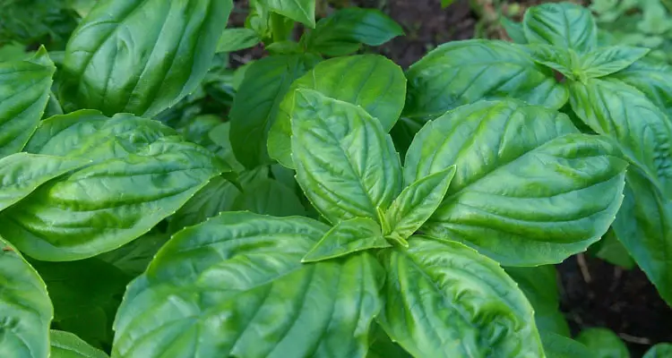 Sweet Basil Ocimum Basilicum