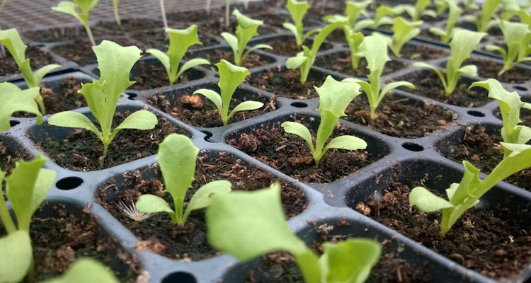 Thinned Lettuce Seedlings
