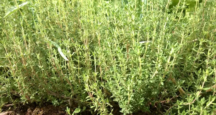 thymus vulgaris plant in garden