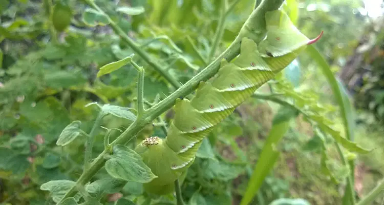 Tomato Hornworm