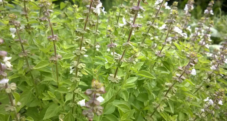 Wild Basil Flowers