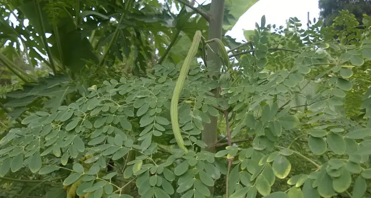 Young Moringa Fruit Pod