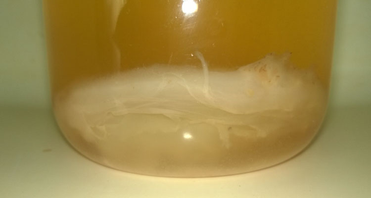 Acetic Fermentation With Scoby