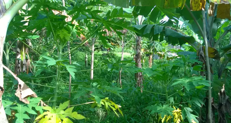 Permaculture Farming Food Forest