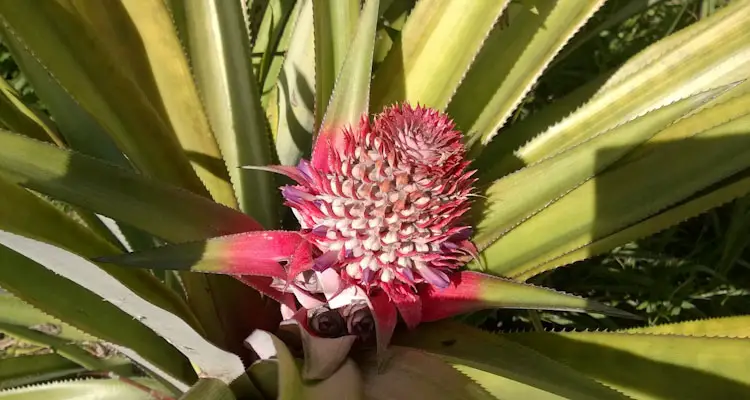 Pineapple Flower Large