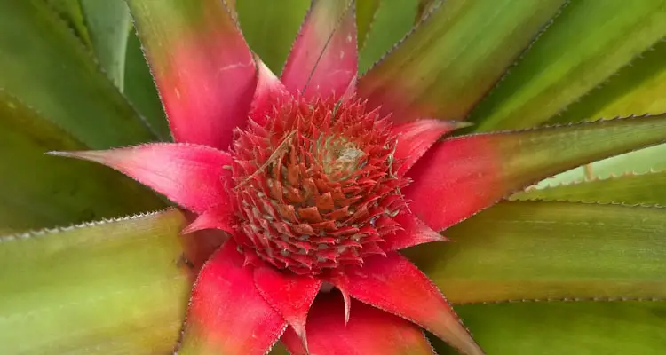 Pineapple Flower