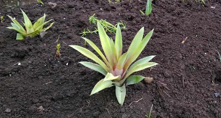Pineapple Plant In Garden