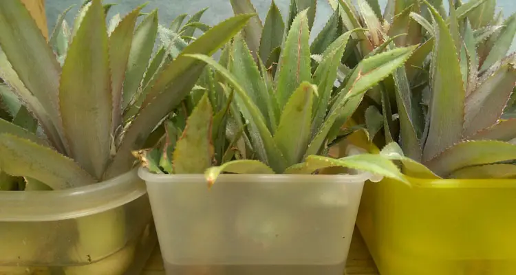 Pineapple Plantlets In Water