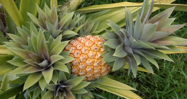 Ripe Pineapple Fruit With Slips