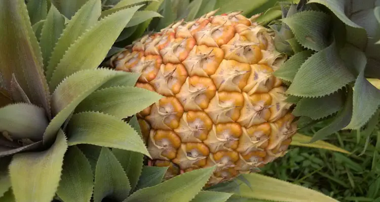 Ripe Pineapple Fruit