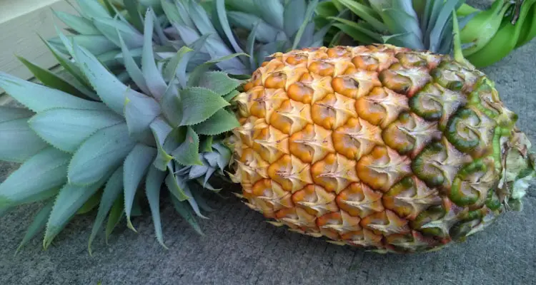 Ripe Pineapple