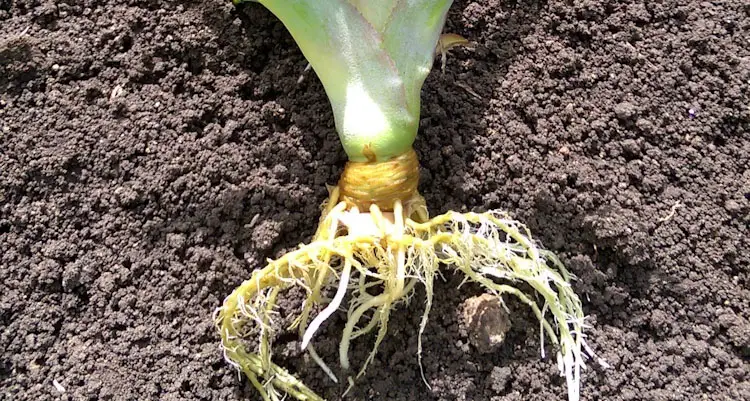 Roots On Pinaple Crown